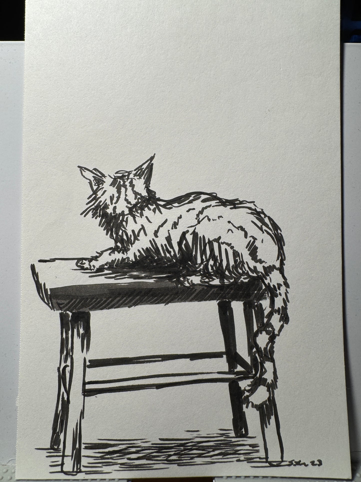 Cat study