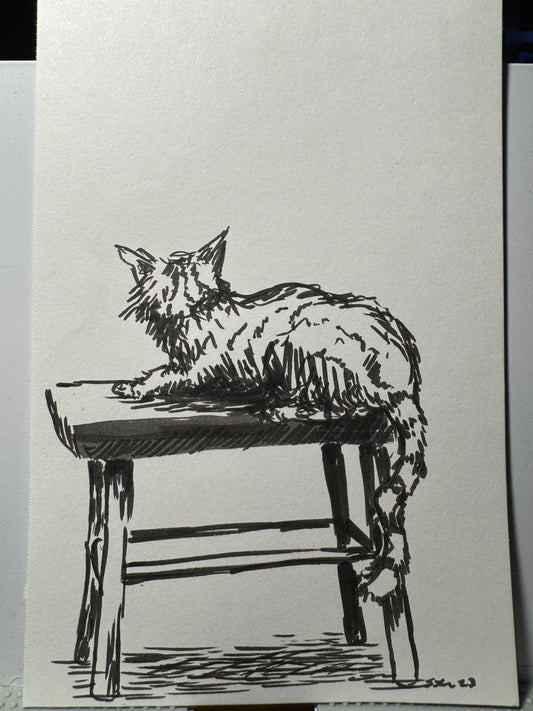 Cat study
