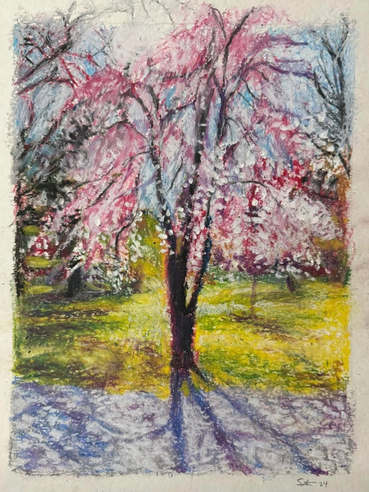 Spring Dogwood