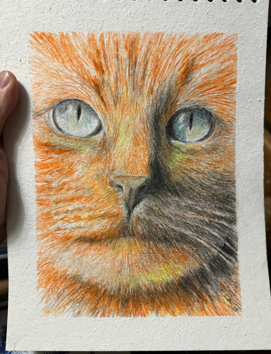Cat Study